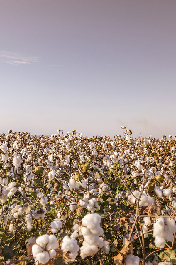 Why Organic Cotton!?